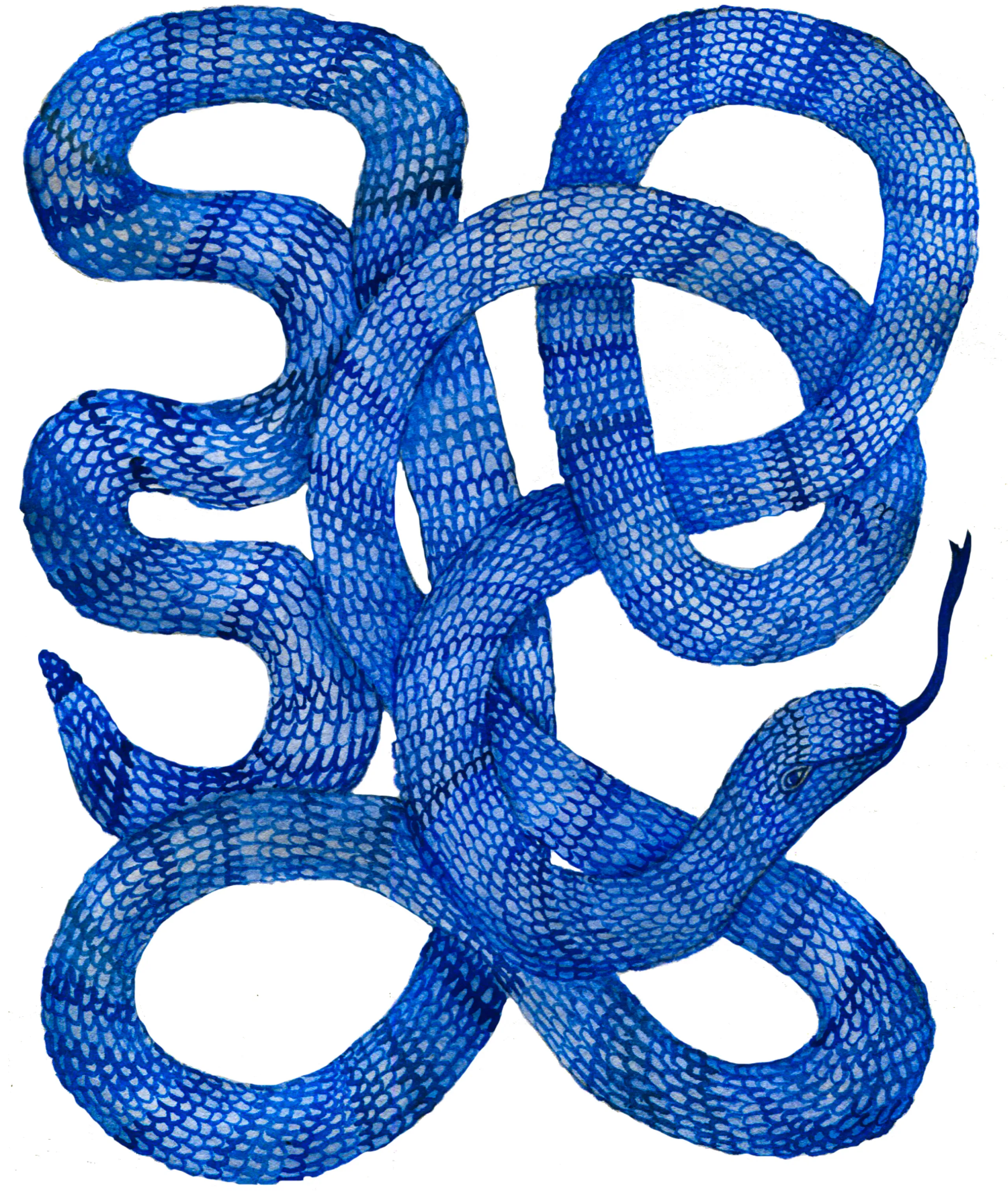 Aquarell einer in sich verschlungenen, leuchtend blauen Schlange mit detaillierten Schuppen auf weißem Hintergrund.